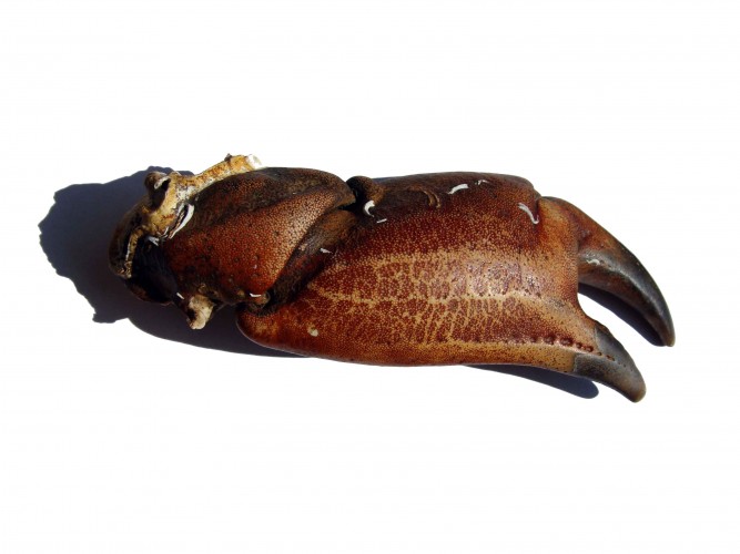 crab claw